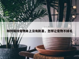 如何保持宠物身上没有跳蚤，怎样让宠物不掉毛