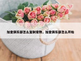 加查俱乐部怎么复制宠物，加查俱乐部怎么开始