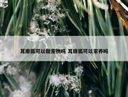 耳廓狐可以做宠物吗 耳廓狐可以家养吗