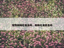 宠物蜘蛛吃臭虫吗，蜘蛛吃臭屁虫吗