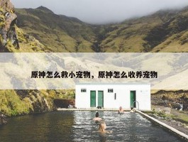 原神怎么救小宠物，原神怎么收养宠物