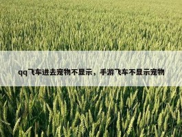 qq飞车进去宠物不显示，手游飞车不显示宠物