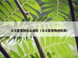 斗斗堂宠物怎么进阶（斗斗堂宠物进阶表）