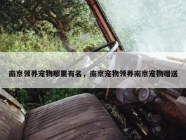 南京领养宠物哪里有名，南京宠物领养南京宠物赠送