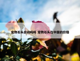 宠物石头会动吗吗 宠物石头在中国的价格