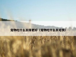 宠物吃什么长得更好（宠物吃什么长毛快）