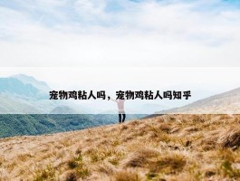 宠物鸡粘人吗，宠物鸡粘人吗知乎