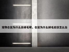 宠物仓鼠为什么会掉毛呢，仓鼠为什么掉毛应该怎么治