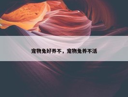 宠物兔好养不，宠物兔养不活