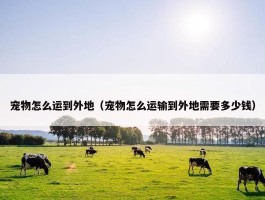 宠物怎么运到外地（宠物怎么运输到外地需要多少钱）