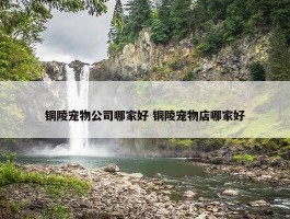 铜陵宠物公司哪家好 铜陵宠物店哪家好