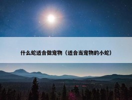 什么蛇适合做宠物（适合当宠物的小蛇）