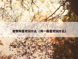 宠物狗喜欢玩什么（狗一般喜欢玩什么）