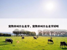 宠物羊叫什么名字，宠物羊叫什么名字好听