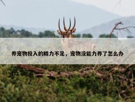 养宠物投入的精力不足，宠物没能力养了怎么办