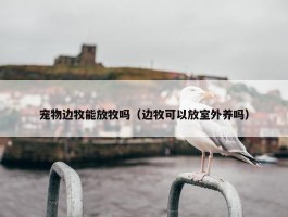 宠物边牧能放牧吗（边牧可以放室外养吗）