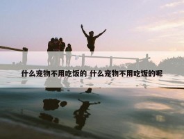 什么宠物不用吃饭的 什么宠物不用吃饭的呢