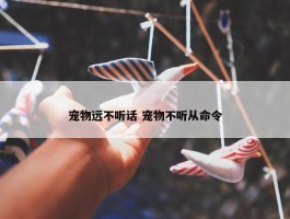 宠物远不听话 宠物不听从命令