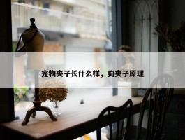 宠物夹子长什么样，狗夹子原理