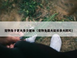 宠物兔子更大多少厘米（宠物兔最大能长多大照片）