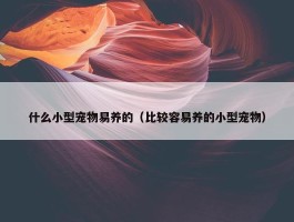 什么小型宠物易养的（比较容易养的小型宠物）