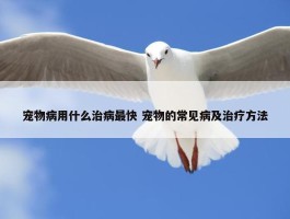 宠物病用什么治病最快 宠物的常见病及治疗方法