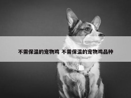 不需保温的宠物鸡 不需保温的宠物鸡品种