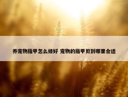 养宠物指甲怎么修好 宠物的指甲剪到哪里合适