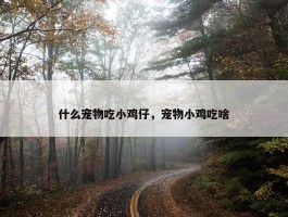 什么宠物吃小鸡仔，宠物小鸡吃啥