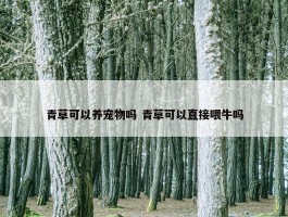 青草可以养宠物吗 青草可以直接喂牛吗