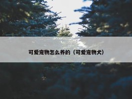 可爱宠物怎么养的（可爱宠物犬）