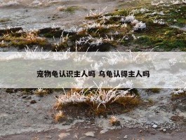 宠物龟认识主人吗 乌龟认得主人吗