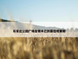 石家庄公园广场金银木已到最佳观果期