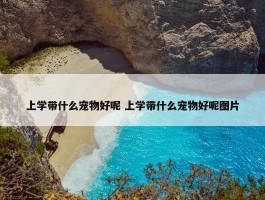 上学带什么宠物好呢 上学带什么宠物好呢图片