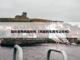 甜的宠物狗能吃吗（狗甜的东西可以吃吗）