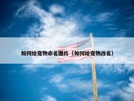 如何给宠物命名图片（如何给宠物改名）