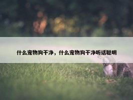 什么宠物狗干净，什么宠物狗干净听话聪明