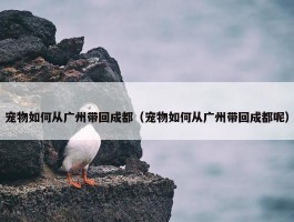 宠物如何从广州带回成都（宠物如何从广州带回成都呢）