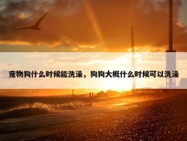 宠物狗什么时候能洗澡，狗狗大概什么时候可以洗澡