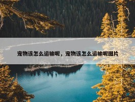 宠物该怎么运输呢，宠物该怎么运输呢图片