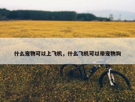 什么宠物可以上飞机，什么飞机可以带宠物狗