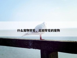 什么宠物罕见，比较罕见的宠物