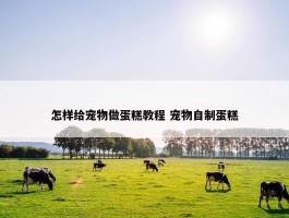 怎样给宠物做蛋糕教程 宠物自制蛋糕