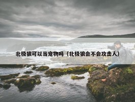 北极狼可以当宠物吗（北极狼会不会攻击人）