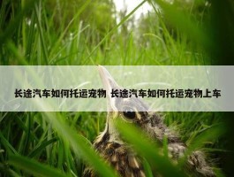 长途汽车如何托运宠物 长途汽车如何托运宠物上车